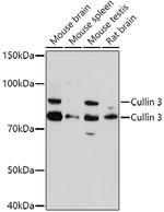 Cullin 3 Antibody in Western Blot (WB)