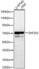 ZNF263 Antibody in Western Blot (WB)