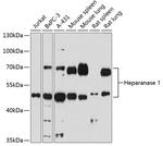 HPa1 Antibody in Western Blot (WB)