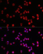 HRH3 Antibody in Immunocytochemistry (ICC/IF)