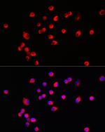 HRH3 Antibody in Immunocytochemistry (ICC/IF)