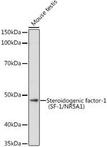 NR5A1 Antibody in Western Blot (WB)