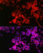 Neuropilin-1 Antibody in Immunocytochemistry (ICC/IF)