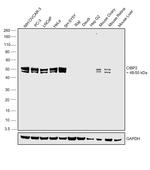 CtBP2 Antibody in Western Blot (WB)