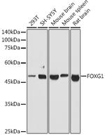 FOXG1 Antibody in Western Blot (WB)