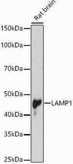 LAMP1 Antibody in Western Blot (WB)