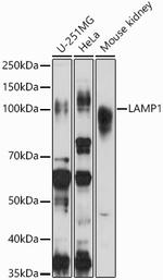 LAMP1 Antibody in Western Blot (WB)