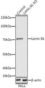 Lamin B1 Antibody in Western Blot (WB)