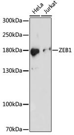 ZEB1 Antibody in Western Blot (WB)