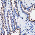 Uteroglobin Antibody in Immunohistochemistry (Paraffin) (IHC (P))