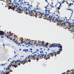 Uteroglobin Antibody in Immunohistochemistry (Paraffin) (IHC (P))