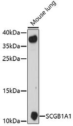 Uteroglobin Antibody in Western Blot (WB)