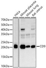 CD9 Antibody in Western Blot (WB)