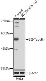 Beta III Tubulin Antibody in Western Blot (WB)