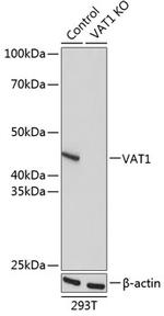 VAT1 Antibody