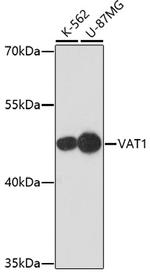 VAT1 Antibody in Western Blot (WB)