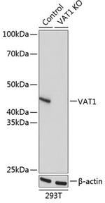 VAT1 Antibody in Western Blot (WB)