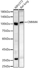 CNNM4 Antibody in Western Blot (WB)