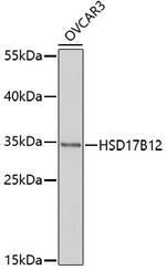 HSD17B12 Antibody in Western Blot (WB)