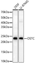 OSTC Antibody in Western Blot (WB)