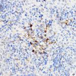 CHI3L1 Antibody in Immunohistochemistry (Paraffin) (IHC (P))