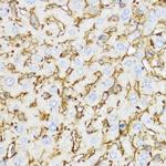 CHI3L1 Antibody in Immunohistochemistry (Paraffin) (IHC (P))