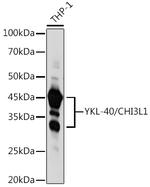 CHI3L1 Antibody in Western Blot (WB)