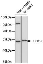 Lass5 Antibody in Western Blot (WB)