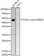 INHA Antibody in Western Blot (WB)