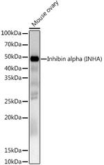 INHA Antibody in Western Blot (WB)