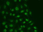 POLR2E Antibody in Immunocytochemistry (ICC/IF)