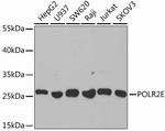 POLR2E Antibody in Western Blot (WB)