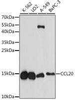 CCL20 Antibody in Western Blot (WB)