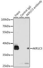 AKR1C3 Antibody in Immunoprecipitation (IP)