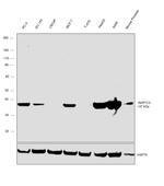 AKR1C3 Antibody in Western Blot (WB)