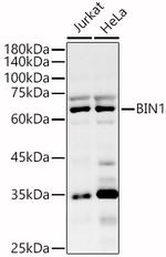 BIN1 Antibody in Western Blot (WB)