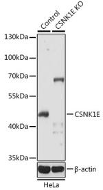 CK1 epsilon Antibody in Western Blot (WB)