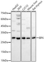 eIF6 Antibody in Western Blot (WB)