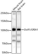 GluR1 Antibody in Western Blot (WB)