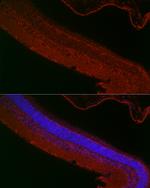 RPGR Antibody in Immunocytochemistry (ICC/IF)