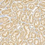 RPGR Antibody in Immunohistochemistry (Paraffin) (IHC (P))