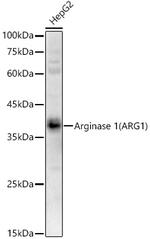 Arginase 1 Antibody in Western Blot (WB)