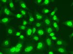 DNA Ligase I Antibody in Immunocytochemistry (ICC/IF)