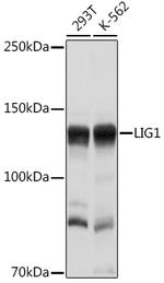 DNA Ligase I Antibody in Western Blot (WB)