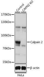 Calpain 2 Antibody in Western Blot (WB)