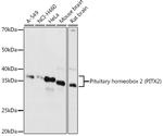 PITX2 Antibody in Western Blot (WB)