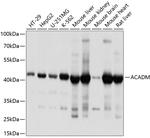 ACADM Antibody in Western Blot (WB)