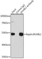 RUVBL2 Antibody in Immunoprecipitation (IP)