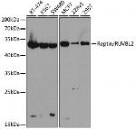 RUVBL2 Antibody in Western Blot (WB)