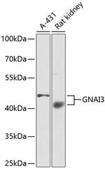 GNAI3 Antibody in Western Blot (WB)